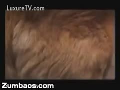 Mother with a pure breast I want to have sex with two animals that are double teamed.